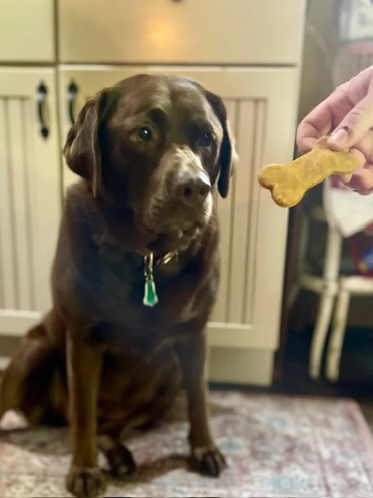 Chocolate Lab eating a simple homemade dog treat